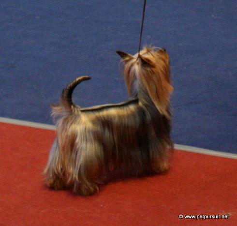 Romwal Welsh Dragon "Benjy" - fresh LT CH.
